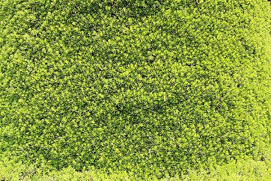 《东方弹幕塔防》Steam页面 支持简体中文